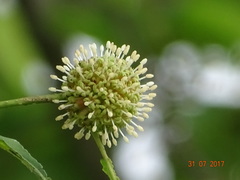 Mitragyna parvifolia