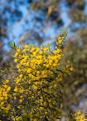 Acacia wilhelmiana