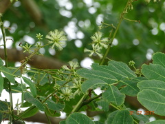 Albizia procera