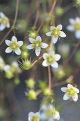 Saxifraga aspera
