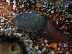 Stomatella impertusa