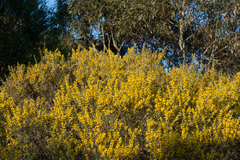 Acacia wilhelmiana