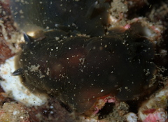 Dendrodoris arborescens