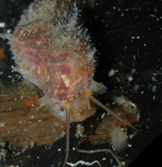 Stomatella impertusa