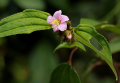 Dissotis hensii