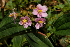 Dissotis hensii
