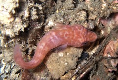 Aspasmogaster costata