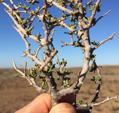 Tetraena retrofracta
