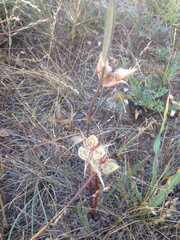 Calochortus tiburonensis