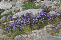 Campanula excisa