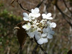 Viburnum furcatum