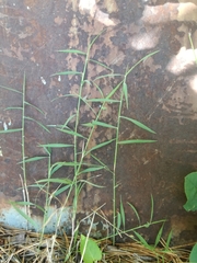 Cleistogenes serotina