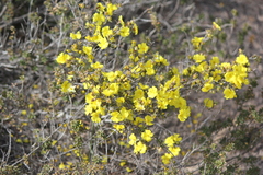 Hibbertia devitata