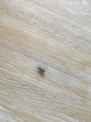 Otiorhynchus sulcatus