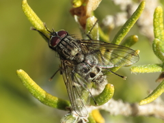 Helina evecta