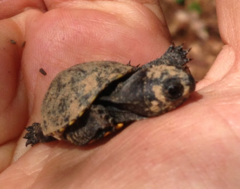 Kinosternon subrubrum subrubrum