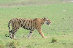 Panthera tigris tigris