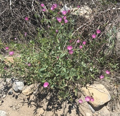 Sidalcea glaucescens