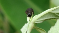 Insecta