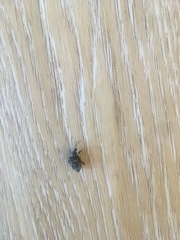 Otiorhynchus sulcatus