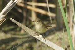 Acrocephalus agricola