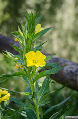 Oenothera pycnocarpa