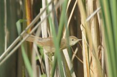 Acrocephalus agricola