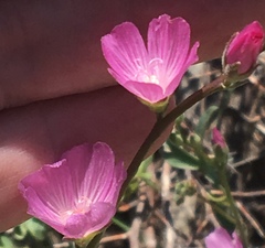 Sidalcea glaucescens