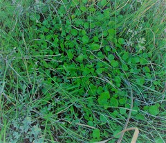 Hydrocotyle vulgaris