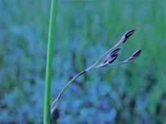 Juncus balticus × inflexus