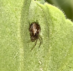 Theridiidae