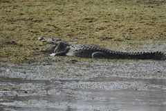 Crocodylus palustris