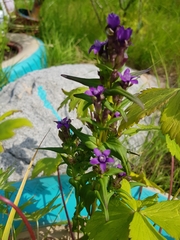 Gentianella auriculata