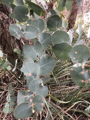Eucalyptus retinens