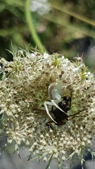 Misumena vatia