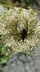 Misumena vatia