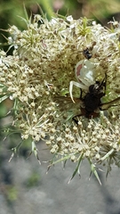 Misumena vatia