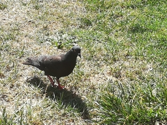 Columba livia domestica