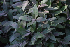Ruellia squarrosa