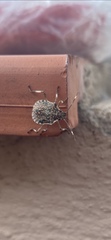 Halyomorpha halys
