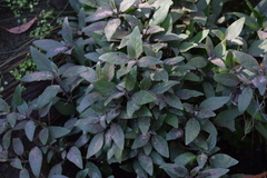 Ruellia squarrosa