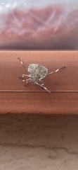 Halyomorpha halys