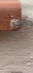 Halyomorpha halys
