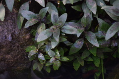 Ruellia squarrosa