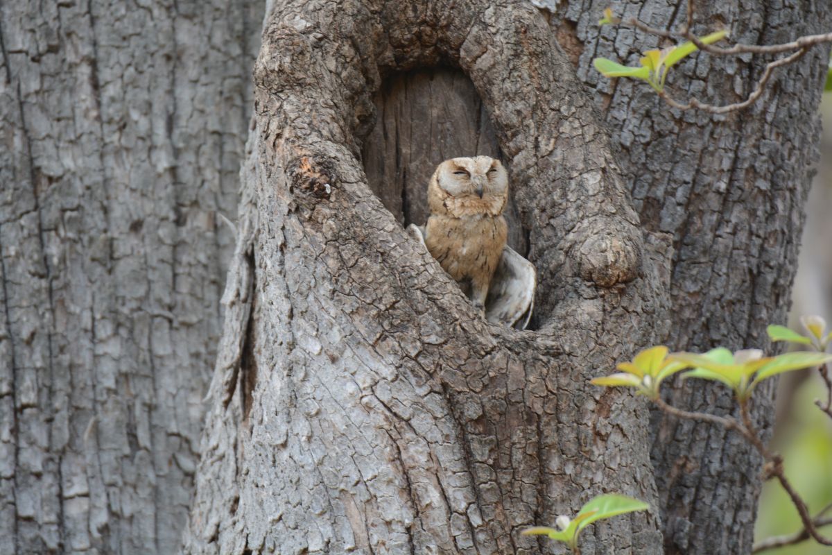 Indian Scops Owl