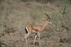 Gazella bennettii