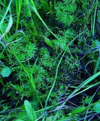Helosciadium inundatum