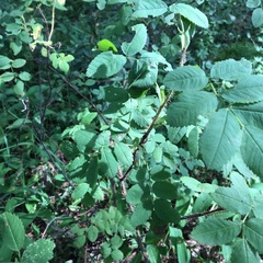 Rosa acicularis