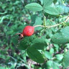Rosa acicularis