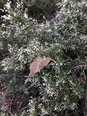 Leucopogon pimeleoides